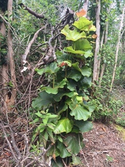 Coccoloba pubescens