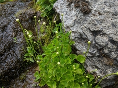 Parnassia fimbriata