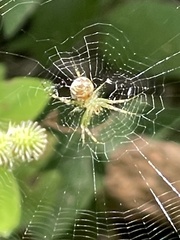Araneus cingulatus