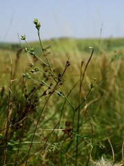 Bupleurum tenuissimum