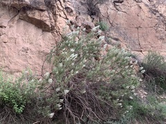 Chamaebatiaria millefolium