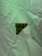 Autographa bimaculata