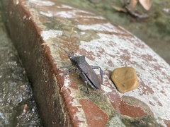 Acanthocephala terminalis