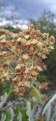 Parthenium tomentosum