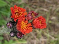 Pilosella aurantiaca