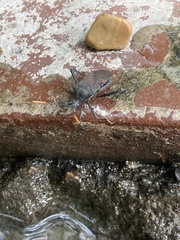 Acanthocephala terminalis