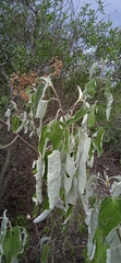 Parthenium tomentosum