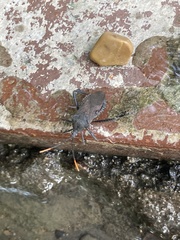 Acanthocephala terminalis