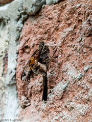 Chioides iverna