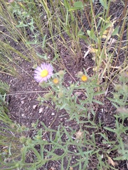 Dieteria bigelovii