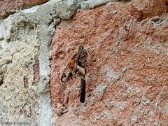 Chioides iverna