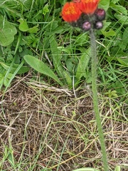 Pilosella aurantiaca