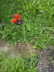 Pilosella aurantiaca