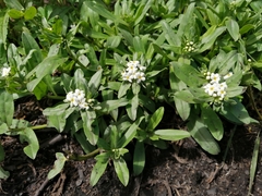 Lithospermum distichum