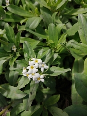 Lithospermum distichum