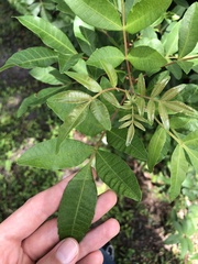 Schinus terebinthifolia