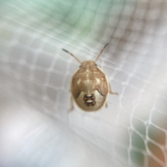 Holcostethus limbolarius