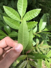 Schinus terebinthifolia