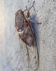 Diceroprocta digueti