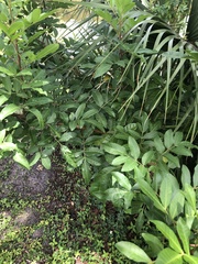 Schinus terebinthifolia