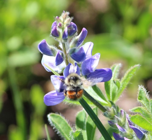 Forest Bumble Bee photo 5