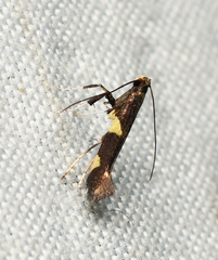 Caloptilia cornusella