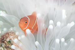 Amphiprion biaculeatus
