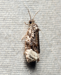 Apotomis funerea