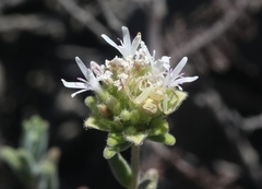 Monardella hypoleuca lanata
