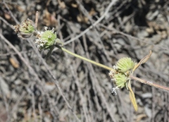 Monardella hypoleuca lanata