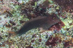 Cirripectes stigmaticus