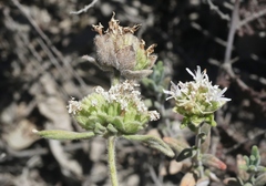 Monardella hypoleuca lanata