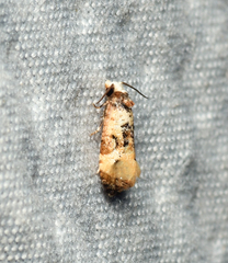 Phalonidia memoranda