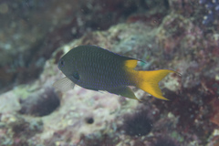 Neopomacentrus violascens
