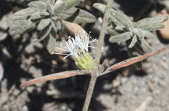 Monardella hypoleuca lanata