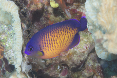 Centropyge bispinosa