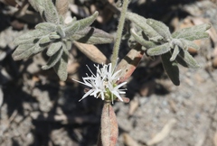 Monardella hypoleuca lanata
