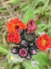 Pilosella aurantiaca