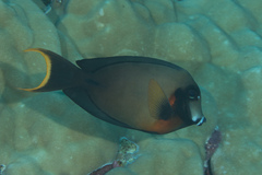 Acanthurus pyroferus