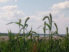 Setaria magna