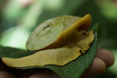 Parthena acutangula