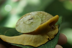 Parthena acutangula