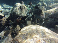 Acanthurus leucopareius