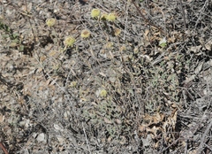 Monardella hypoleuca lanata