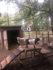 Capra hircus