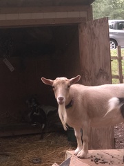 Capra hircus