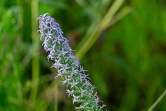 Liatris carrizana