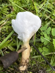 Loweomyces fractipes