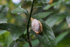Parthena acutangula