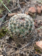 Escobaria vivipara arizonica